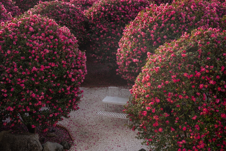 Camelia Forest (Credit: Camelia Forest)