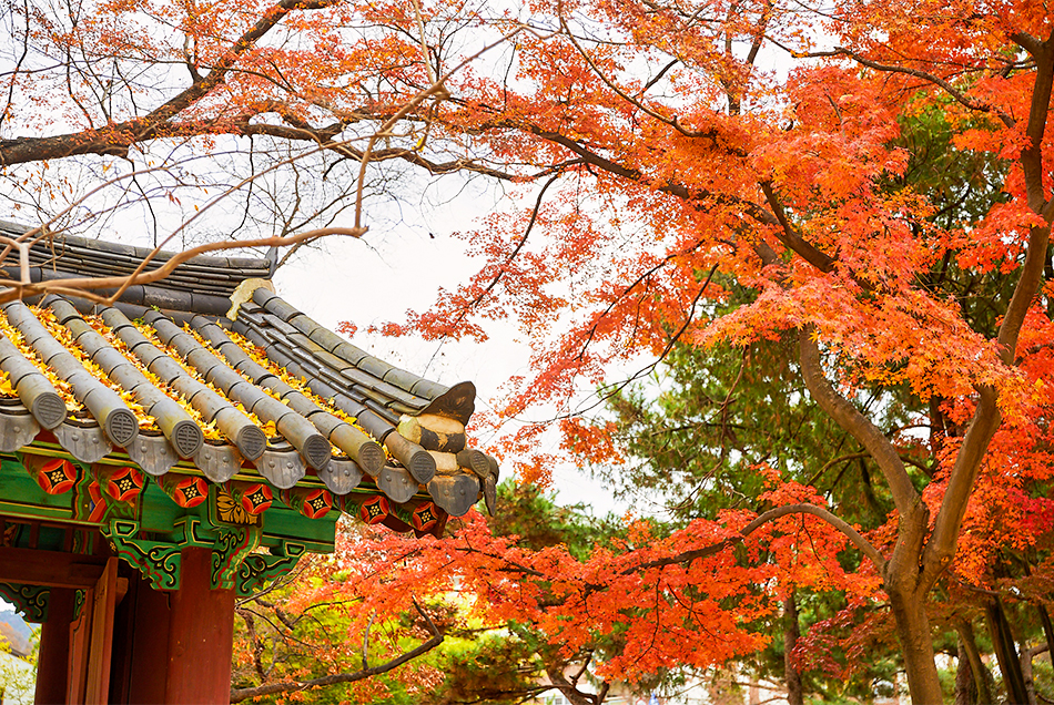 Old trees in Gyeonggijeon Shrine 