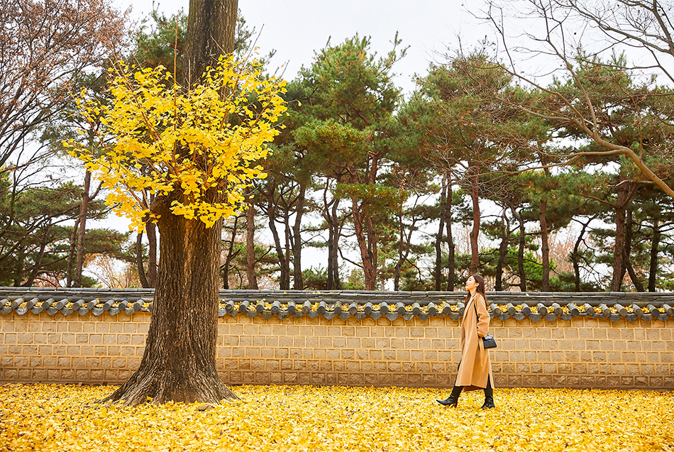 Ginkgo trees in Gyeonggijeon Shrine 