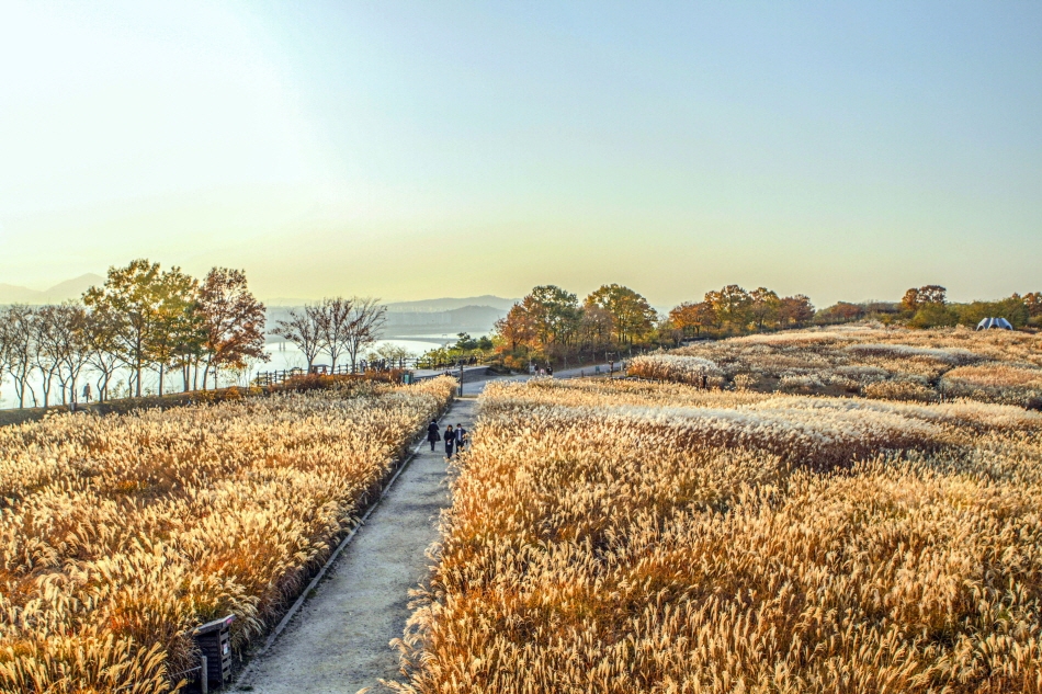 Field of silver grass atop Haneul Park