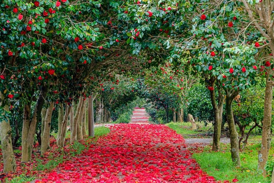 Camellia forest path