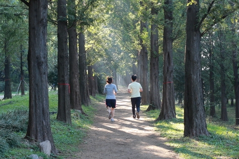 ワールドカップ公園内にあるハヌル公園メタセコイアキル