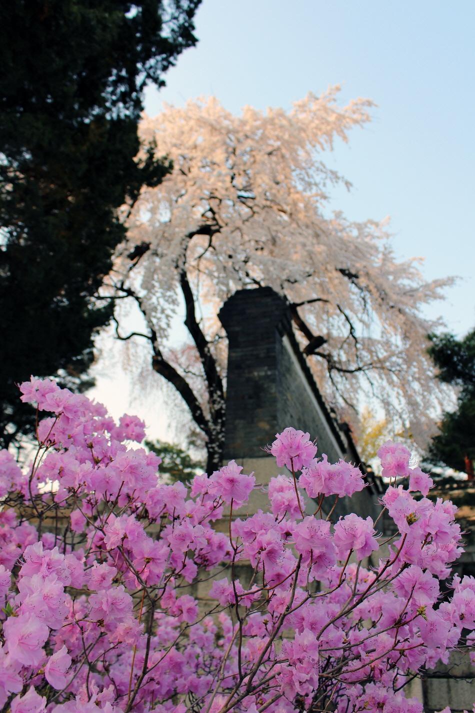 昌徳宮に咲き誇るチンダルレと桜
