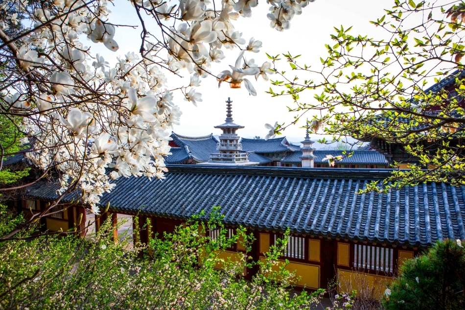 Bulguksa Temple Complex with Dabotap and Seokgatap Pagodas Peeking Out