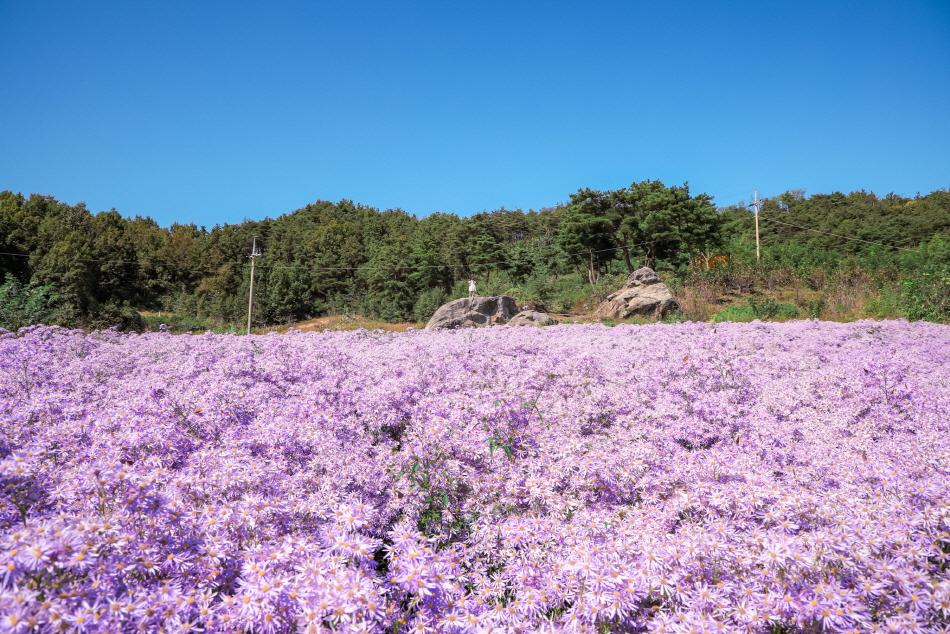 鳳泉寺的紫苑花田 (圖片來源: 慶尚北道)