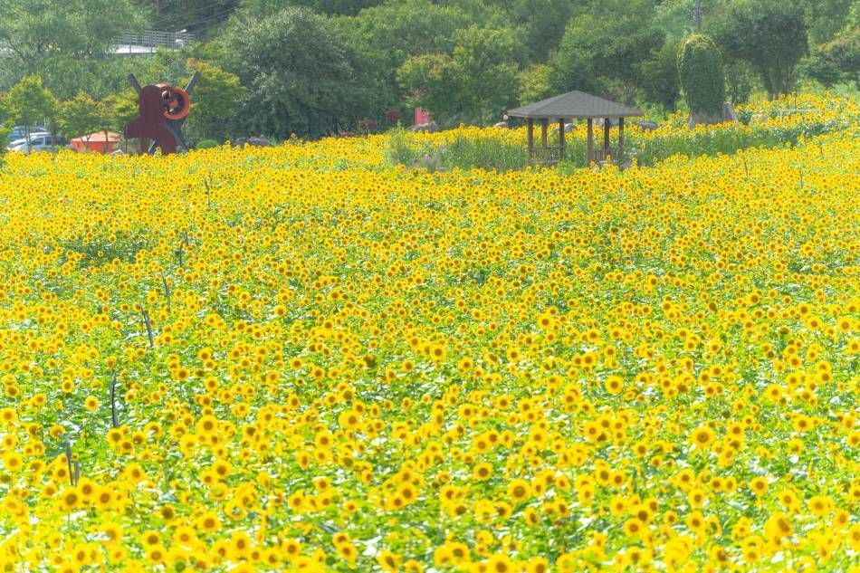 Sunflowers in Guwau Village