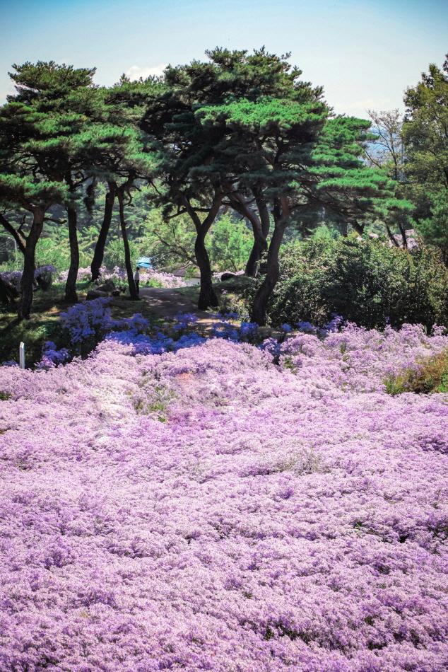 鳳泉寺的紫苑花田 (圖片來源: 慶尚北道)