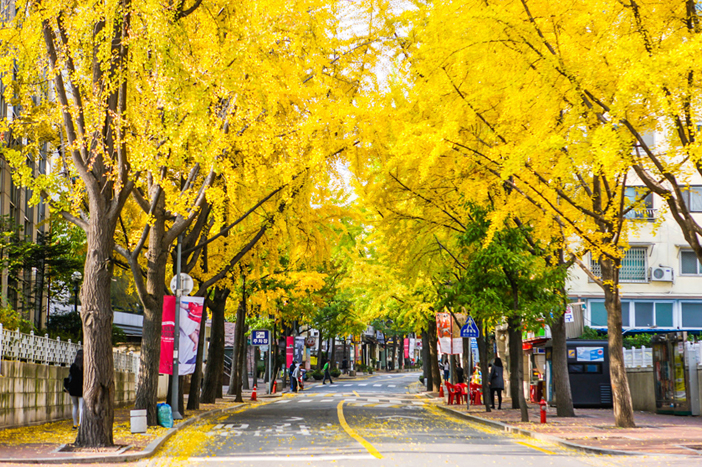 Image result for samcheongdong autumn