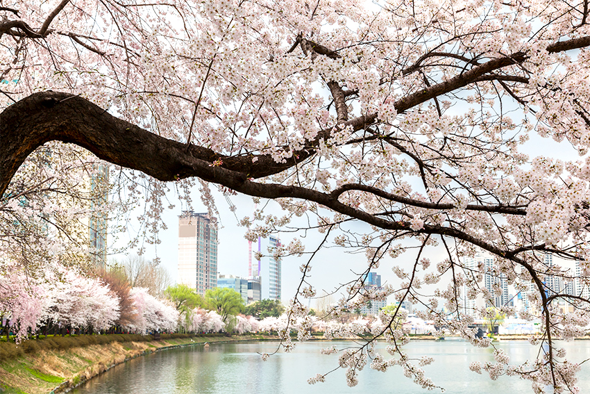 石村湖畔樱花道