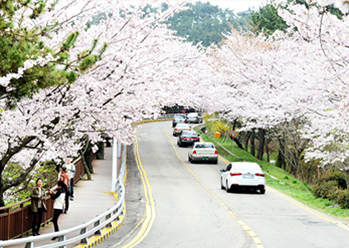 Photo: Cherry blossoms in full bloom(Credit: Haeundae-gu Office) 