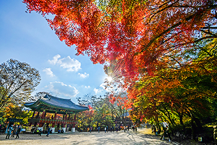 Feuillage d&rsquo;automne &agrave; Naejangsan
