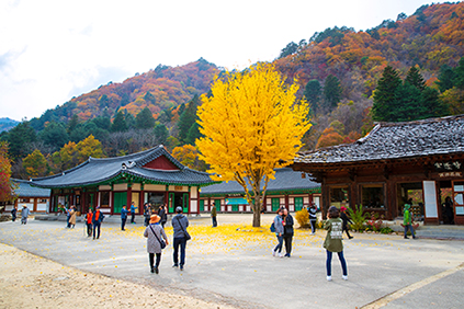 L&rsquo;automne &agrave; Seoraksan et au temple Baekdamsa