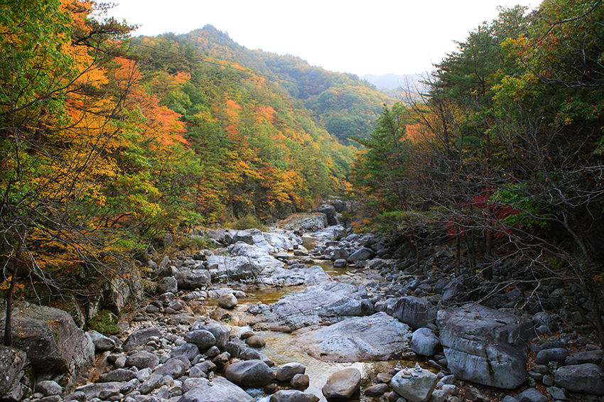 Temple Sangwonsa et for&ecirc;t des arbres Jeonnamu &agrave; Odaesan durant l&rsquo;automne