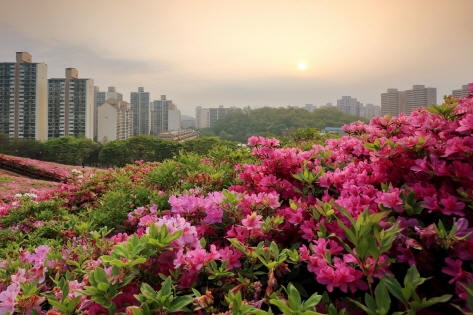 鮮やかな紅色の花が咲き乱れる京畿道軍浦にあるツツジの丘