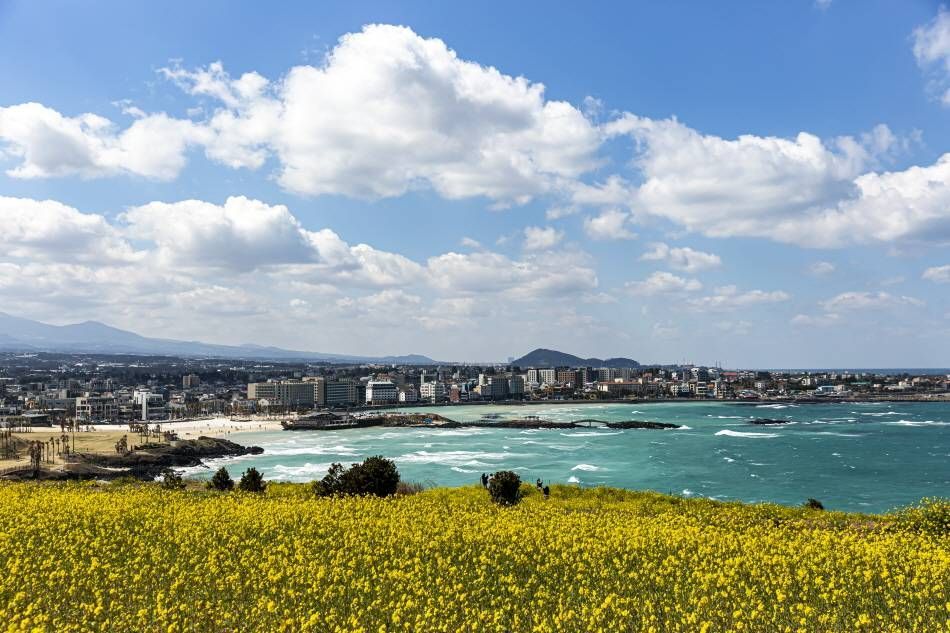 Canola flowers on Seoubong Volcanic Cone