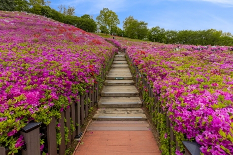 軍浦躑躅花園