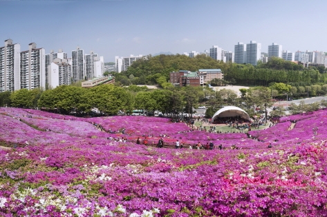 アパート団地のすぐそばに広がる100万株のツツジが満開に咲く京畿道軍浦のツツジの丘