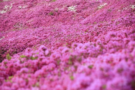 Flower beds of one million azalea shrubs