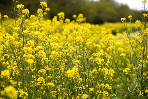 済州・鹿山路菜の花ロードの道端に咲く菜の花