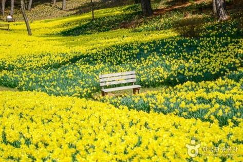 スイセンの花咲く向こうには松林 