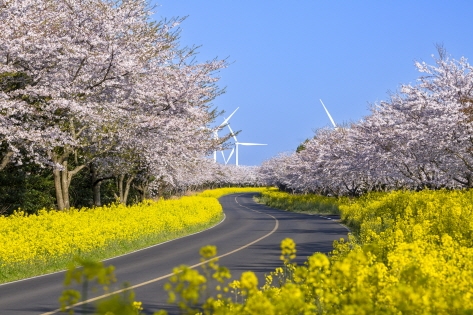 Carretera de flores de colza Noksan-ro de Jeju