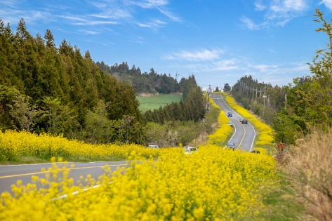 在入選「韓國美麗道路100選」的鹿山路，每到4月道路兩旁就會開滿油菜花