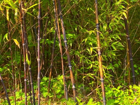 Black bamboos, or ojuk