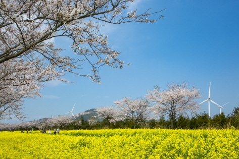 菜の花に桜、そして風力発電の風車も相まってまさに「映える」景色