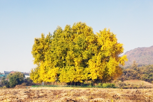 Wonju Bangye-ri Ginkgo Tree