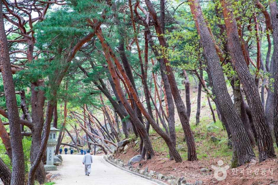 양산 통도사 관광사진