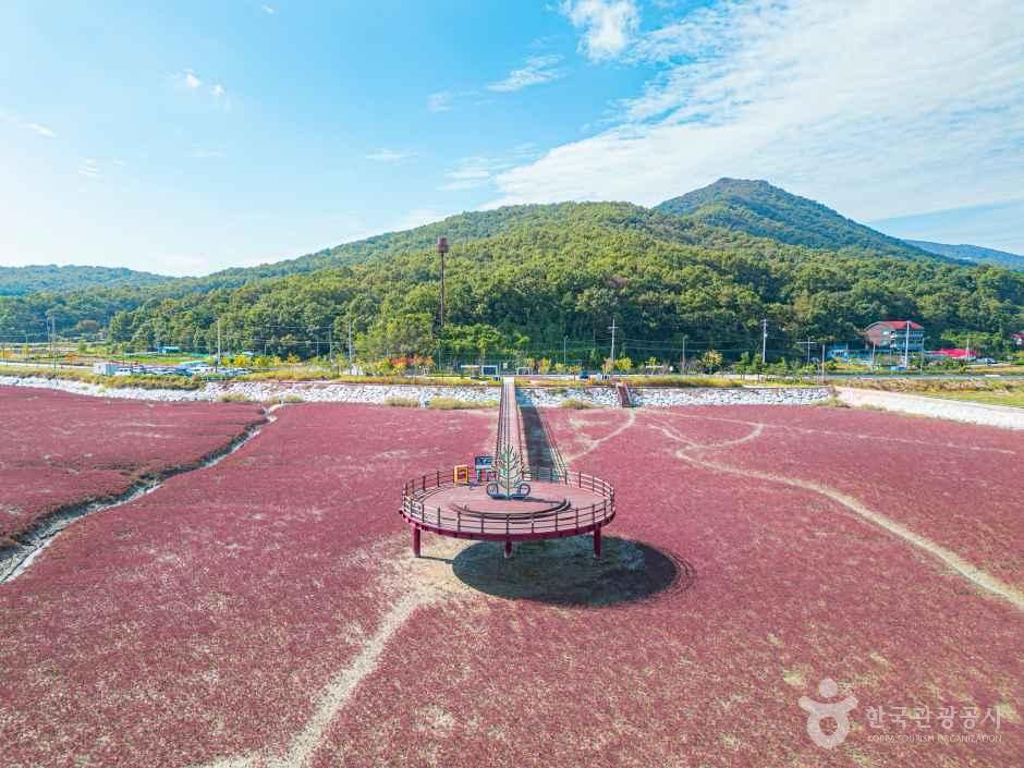 席毛岛七面草生态群落