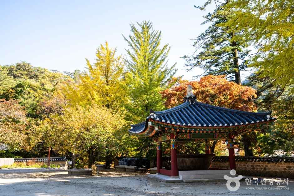 보은 법주사