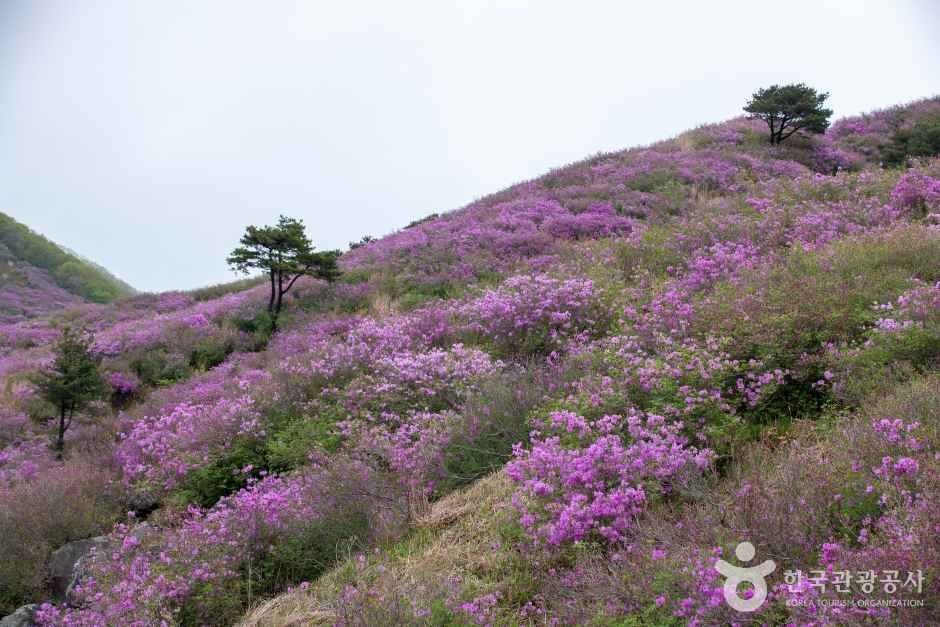 황매산 관광사진