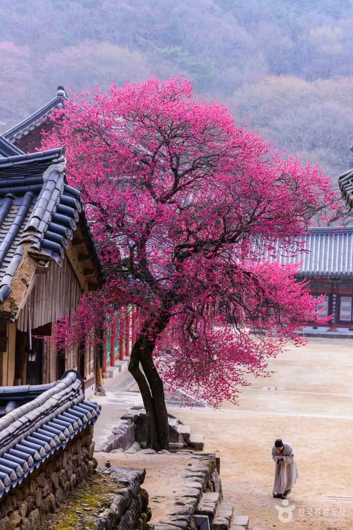 화엄사 홍매화