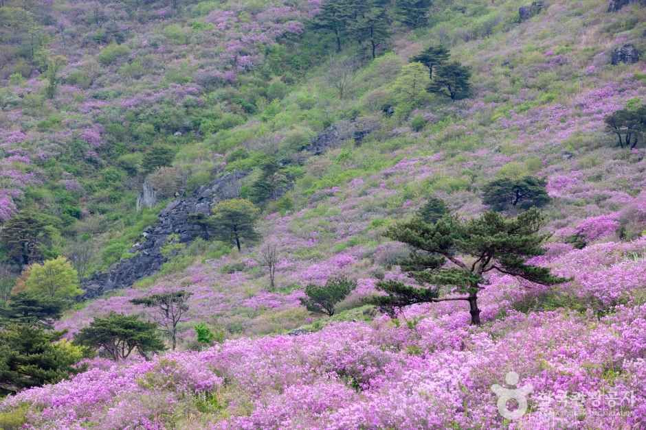 황매산 관광사진