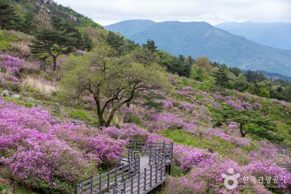 황매산 관광사진