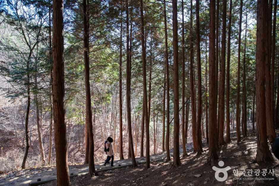천마산 편백산림욕장 관광사진