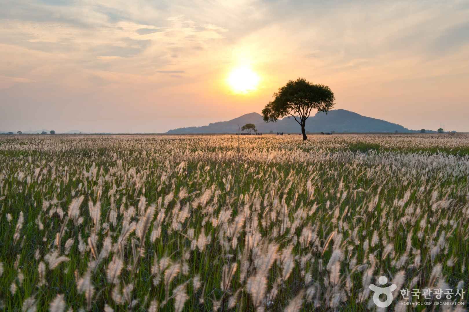 수섬 삘기 평원
