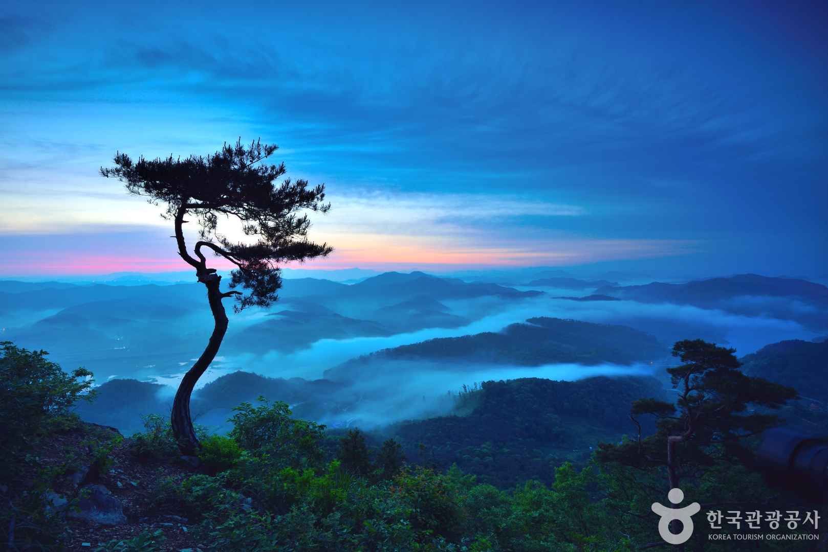 소나무의 기상