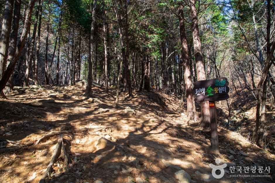 천마산 편백산림욕장 관광사진
