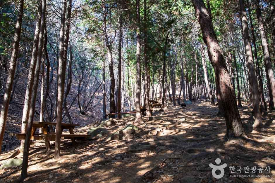 천마산 편백산림욕장 관광사진