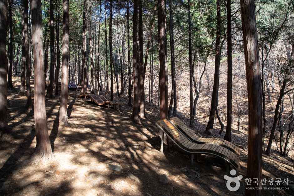 천마산 편백산림욕장 관광사진