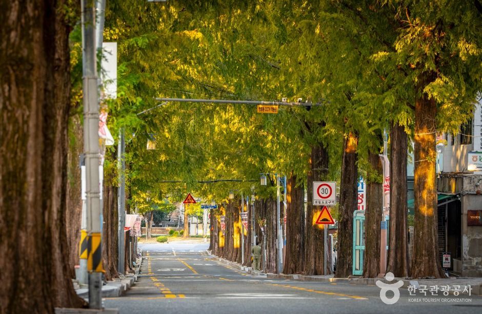 창원 가로수길