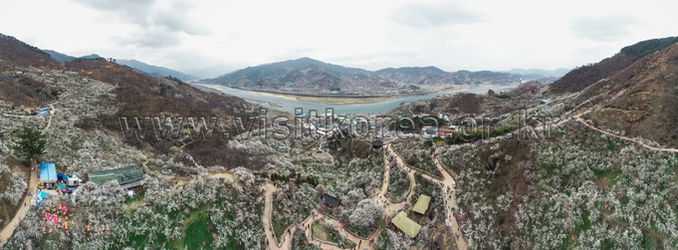 광양 매화마을 representative photograph