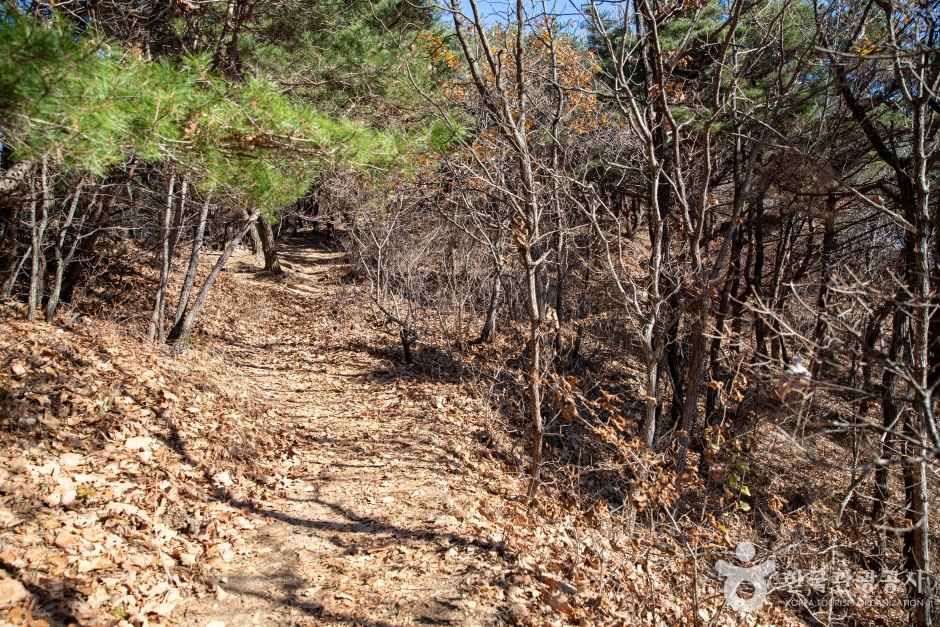 천마산 편백산림욕장 관광사진