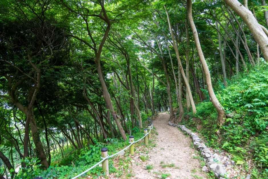 약산 해안 치유의 숲