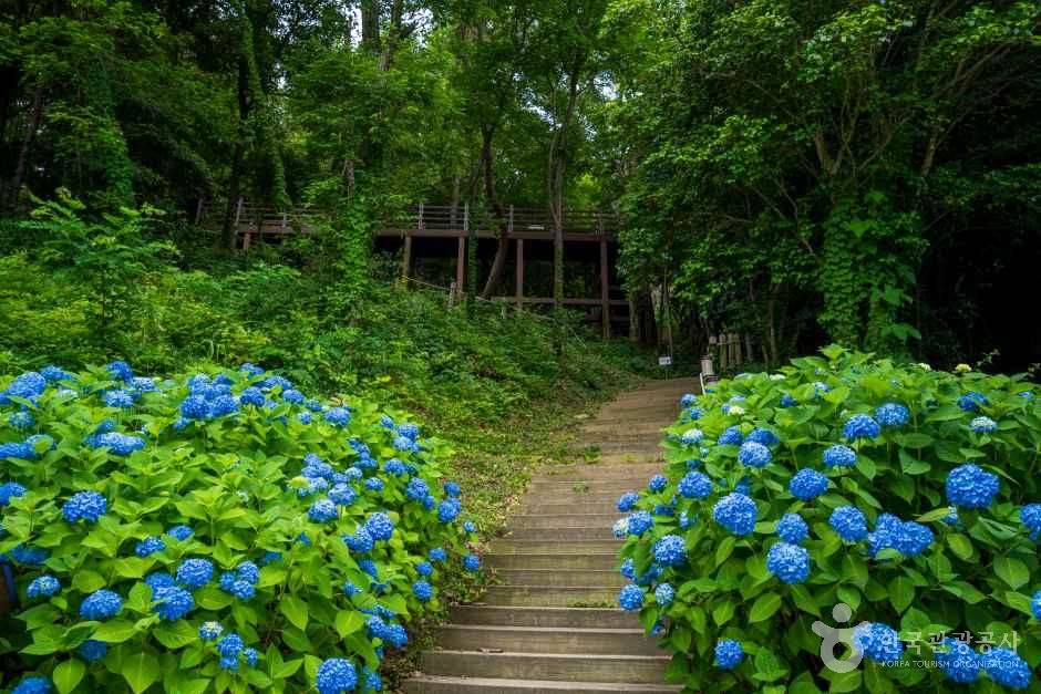 약산 해안 치유의 숲
