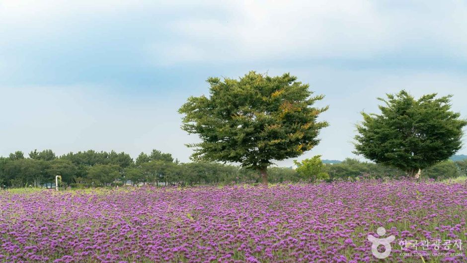 이미지 미리보기