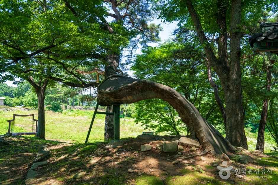 아산 맹씨 행단 관광사진