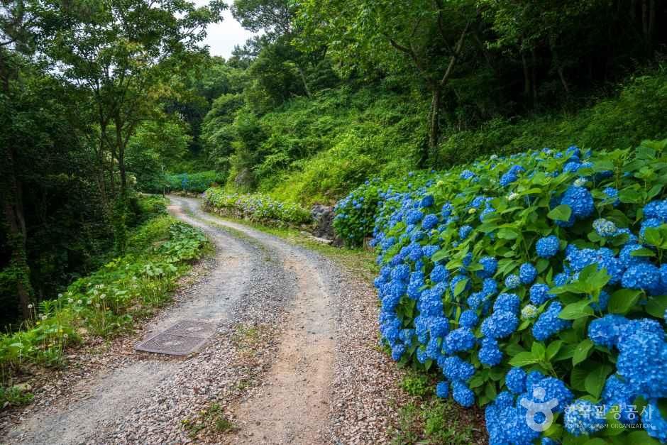 약산 해안 치유의 숲